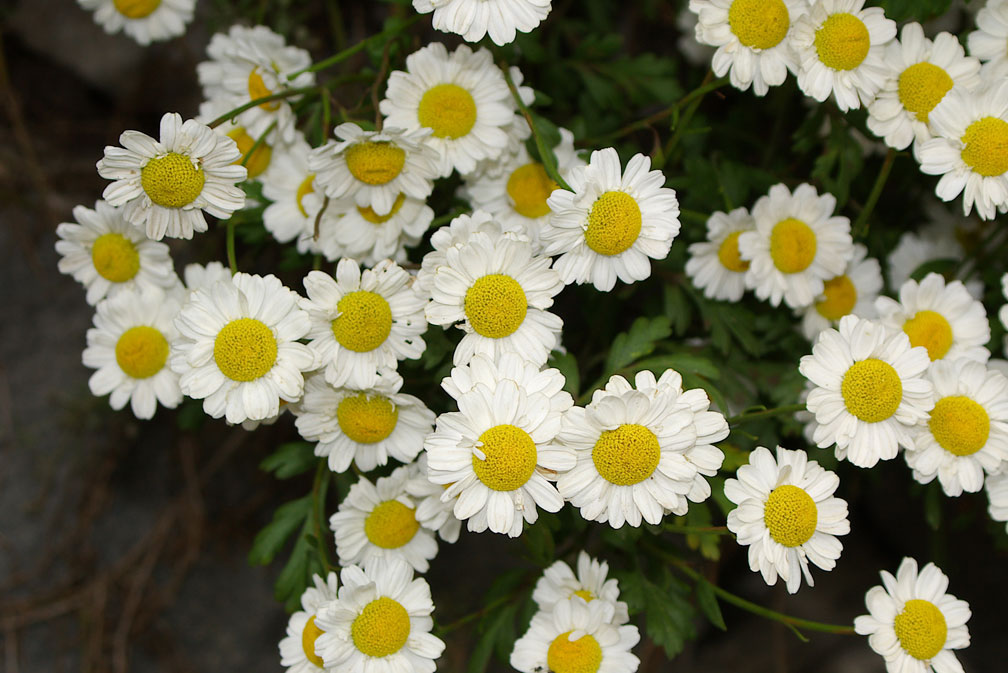 Tanacetum parthenium / Erba amara vera